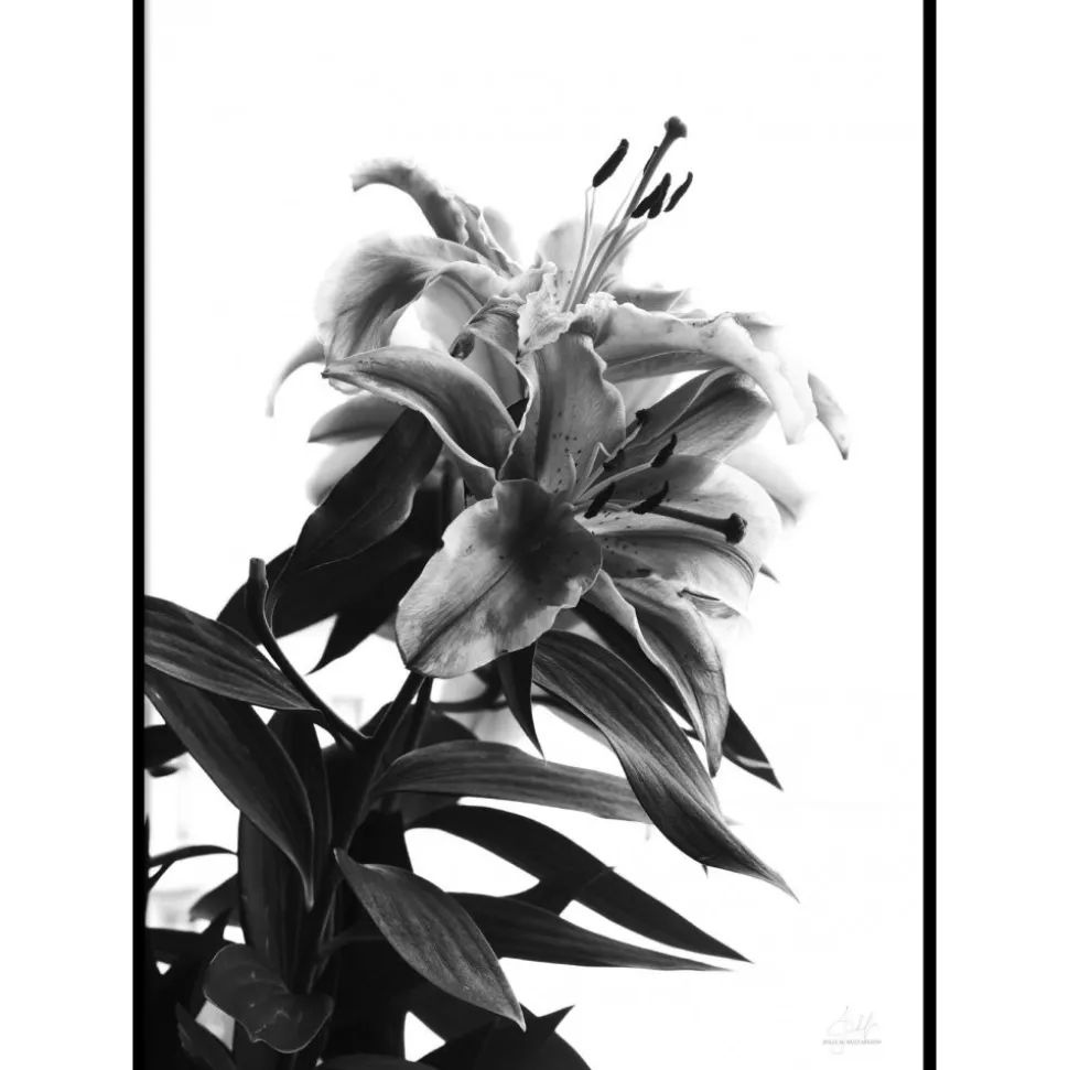 BLACK AND WHITE FLOWER - Poster 50x70 cm