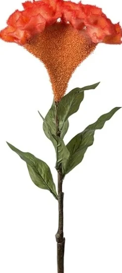 Celosia konstväxt