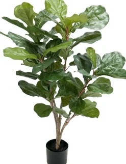 Fiolfikus konstväxt