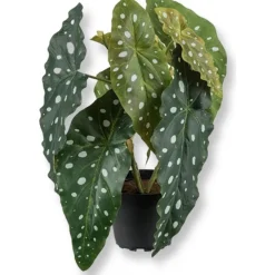 Forell begonia konstväxt