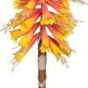 Kniphofia konstväxt