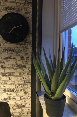 Konstväxt Alovera 50 cm hög