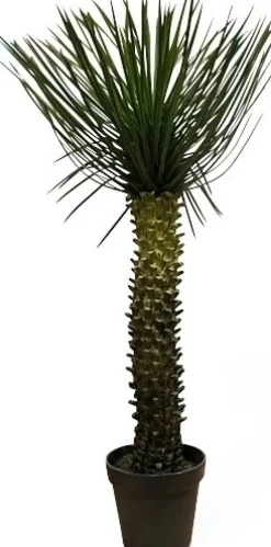 Palm konstväxt höjd 112 cm