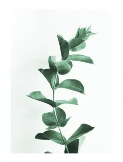 Posterworld - Motiv Eucalyptus - 50x70 cm