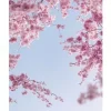 Posterworld - Motiv Flower in the sky - 70x100 cm