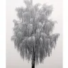 Posterworld - Motiv Frosty tree - 50x70 cm