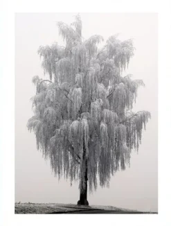 Posterworld - Motiv Frosty tree - 50x70 cm