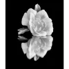 Posterworld - Motiv White Rose - 50 x 70 cm