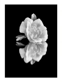 Posterworld - Motiv White Rose - 50 x 70 cm