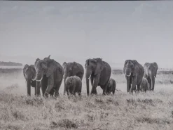 Tavla Elefanter - 80x60 cm