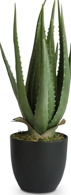 Verde konstväxt - Alovera